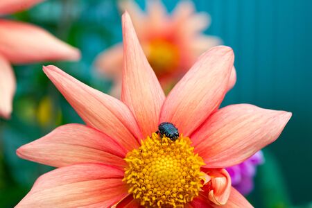Beetle on a beautiful pink colorの写真素材