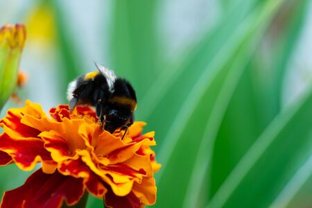 Macro photo bumblebee on an orange flower. Bumblebee collects nectar on the flower.の写真素材