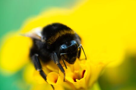 Macro photo bumblebee on an orange flower. Bumblebee collects nectar on the flower.の写真素材
