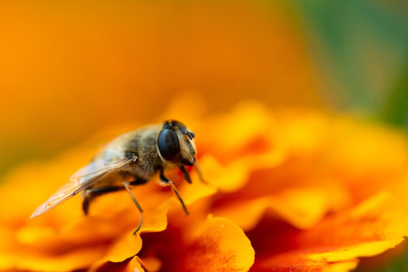 Macro photo bumblebee on an orange flower. Bumblebee collects nectar on the flower.