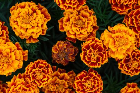 The texture of the orange flowersの写真素材
