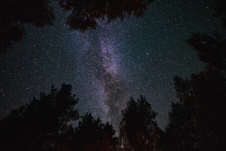 Bottom view of the starry sky with the milky way in the night forestの写真素材