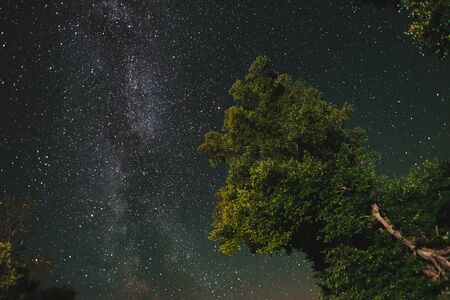 Bottom view of the starry sky with the milky way in the night forestの写真素材