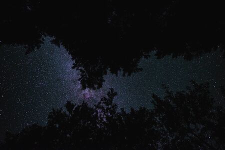Bottom view of the starry sky with the milky way in the night forestの写真素材
