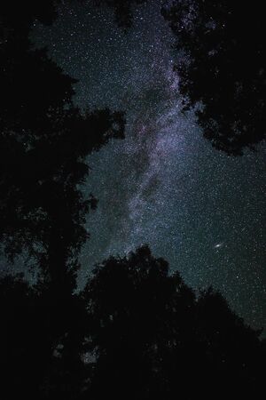 Bottom view of the starry sky with the milky way in the night forestの写真素材