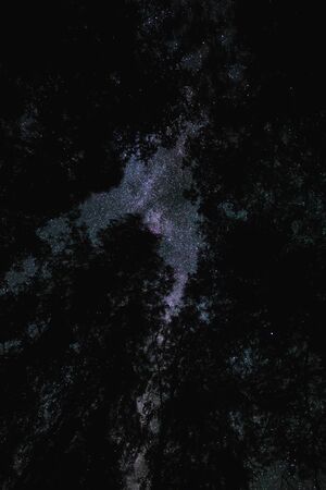 Bottom view of the starry sky with the milky way in the night forestの写真素材