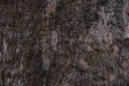 Great texture of the dark bark of a treeの写真素材
