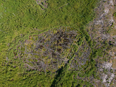 A view from the height of the burned forest a couple of years ago. The consequences of a forest fire...