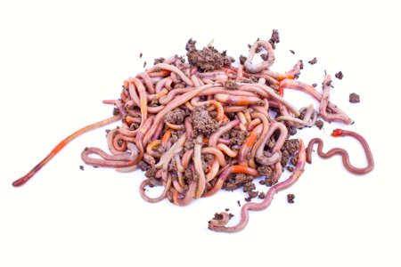 Rain wormの写真素材