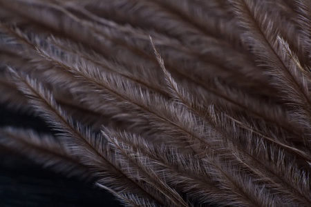 ostrich feather