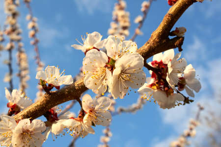 Plum flowersの写真素材