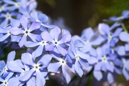 Blue phloxesの写真素材