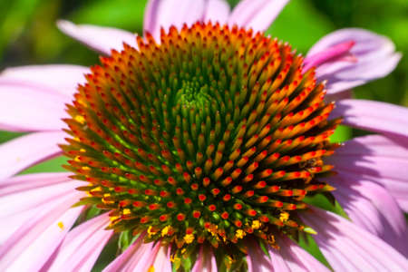 Flower Echinaceaの写真素材