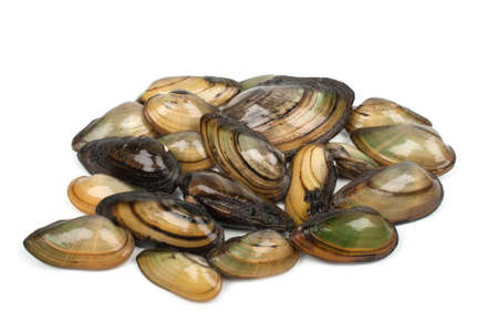 Fresh clams Riverの写真素材