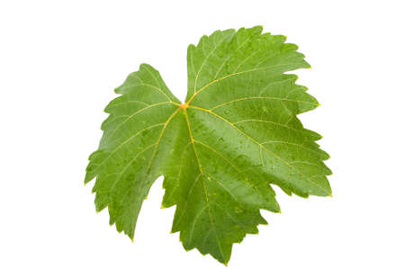 grape leafの写真素材