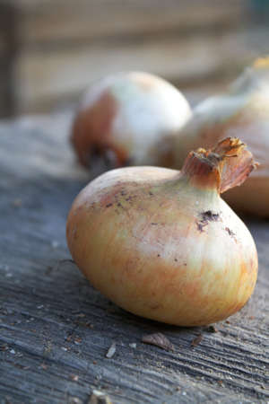 Three onionsの写真素材
