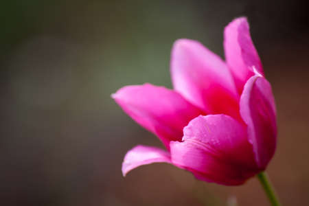 Bud of spring tulip field with a blurred の写真素材