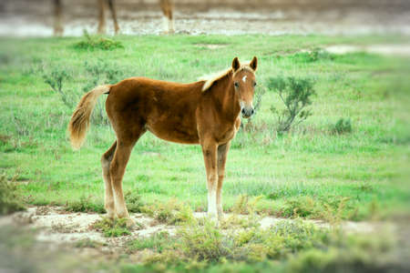 Foal grazing in desert steppe in the late autumnの写真素材
