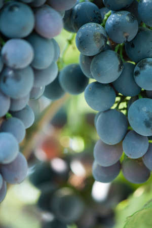 Bunches of ripe juicy dark grapes on a foliageの写真素材
