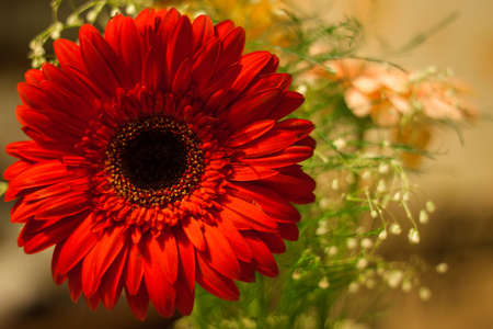 large Gerbera flower closeup shotの写真素材