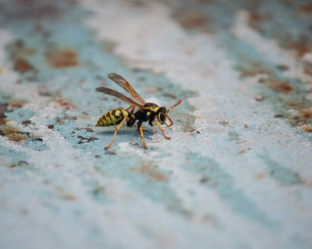 Wasp basking in the early spring on a metal surface