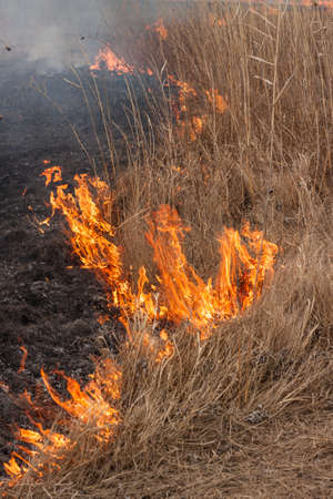 Burning in the dry last year's grassの写真素材
