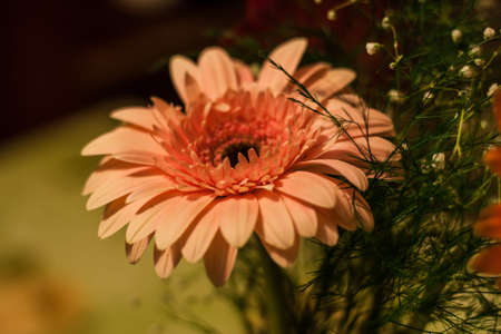 Beautiful and juicy large Gerbera flower closeup shotの写真素材