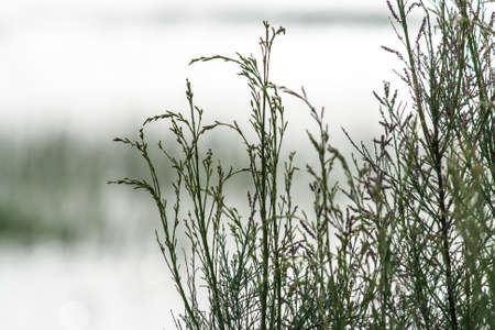 Young tamarisk branches in early springの写真素材