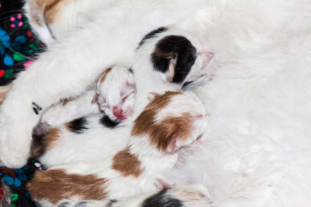 Newborn kittens are with their mother catの写真素材