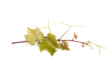 Grapevineの写真素材