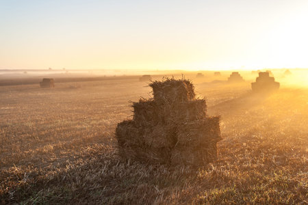 Haystacks on the field at dawn
