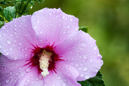 Hibiscus flower close-up on blurred green backgroundの写真素材