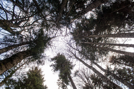 Crowns of coniferous trees in the background of autumn faded sky