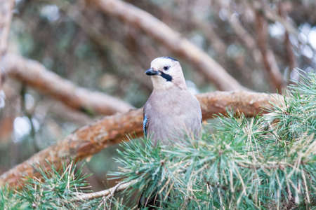 Jaybird sitting on the branch of a pine tree in autumnの写真素材