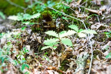 Young sprouts of oak grown from the ground in the backwoodsの写真素材