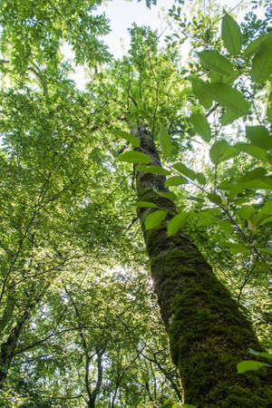 The crown of a tall tree covered with moss on the sky backgroundの写真素材
