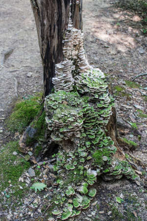 A large colony of mushrooms TrueView on tree trunkの写真素材