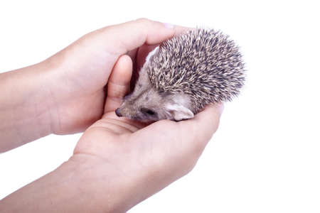 Little hedgehog sits in hands isolated on white backgroundの写真素材