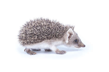 Photography little prickly hedgehog isolated on white backgroundの写真素材