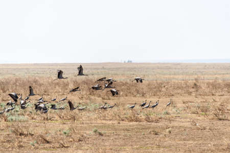 A large flock of Eurasian cranes in the desert steppe areasの写真素材