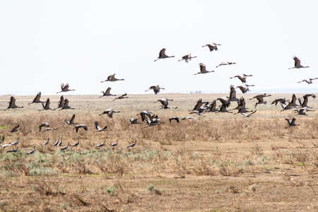 A large flock of Eurasian cranes in the desert steppe areasの写真素材