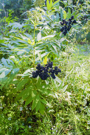 Bush the elder in the forest with Mature and more ripe berriesの写真素材