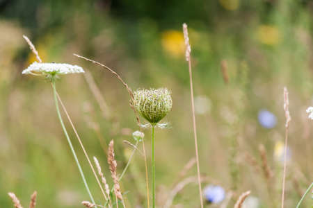 Unopened inflorescence Hogweed on a blurred floral backgroundの写真素材