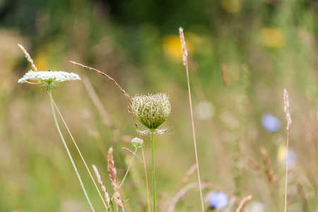 Unopened inflorescence Hogweed on a blurred floral backgroundの写真素材