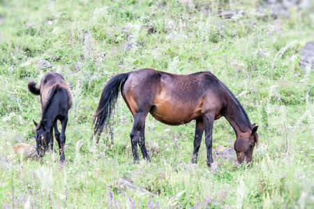 Pregnant horse with foal grazing on the hillside amidst the grassの写真素材