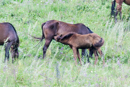 Pregnant horse with foal grazing on the hillside amidst the grassの写真素材