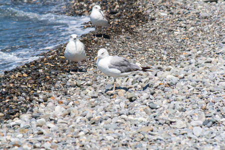 Sea gull on a pebble seaside summer dayの写真素材