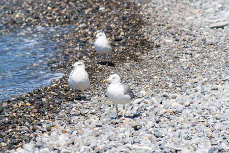 Sea gull on a pebble seaside summer dayの写真素材