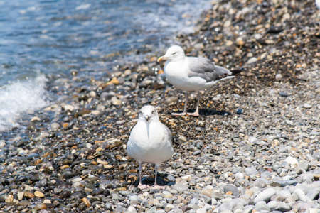 Sea gull on a pebble seaside summer dayの写真素材
