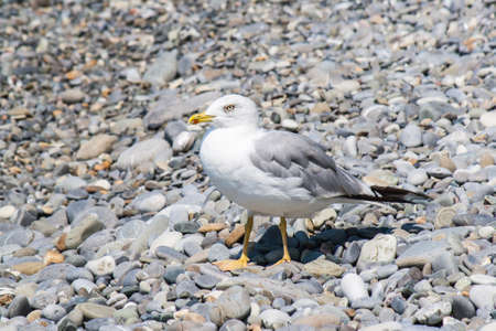 Sea gull on a pebble seaside summer dayの写真素材